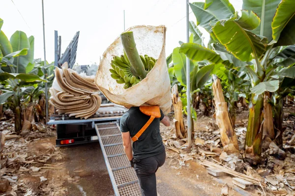 Harvesting on the banana plantation