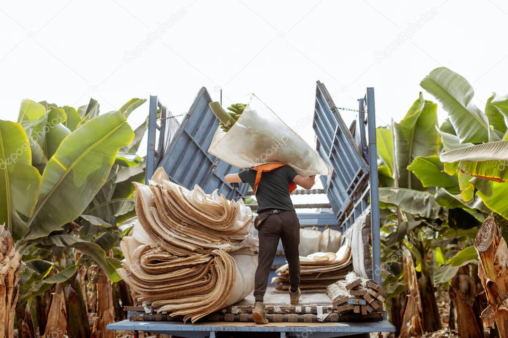 Harvesting on the banana plantation