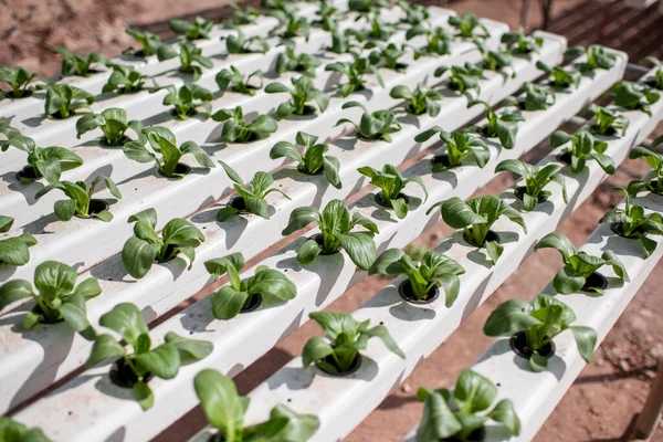 Green lettuce growing on hydroponic — Stock Photo, Image