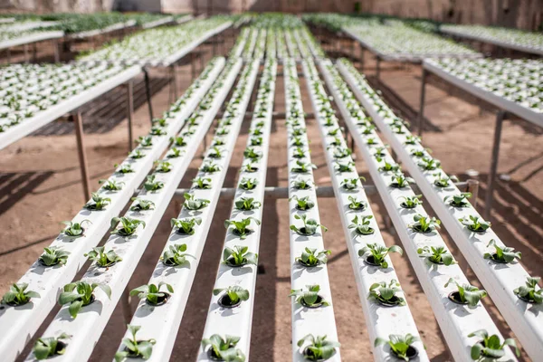 Green lettuce growing on hydroponic — Stock Fotó