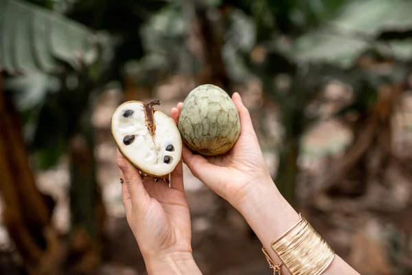 Holding Annona Cherimoya exotic fruit — 图库照片
