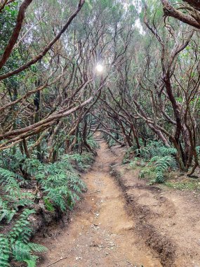 Rainforest with hiking footpath on Tenerife