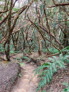 Rainforest with hiking footpath on Tenerife