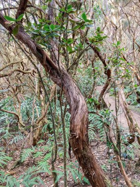 Rainforest with hiking footpath on Tenerife