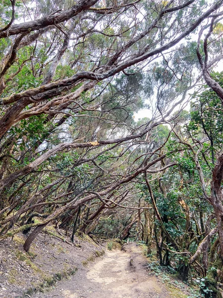 Forêt tropicale avec sentier pédestre sur Tenerife — Photo