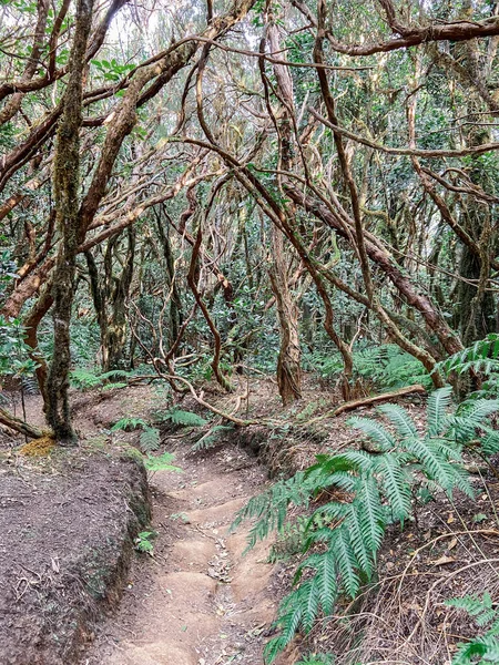 Rainforest with hiking footpath on Tenerife — ストック写真