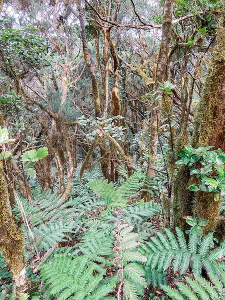 Rainforest with hiking footpath on Tenerife — Stockfoto