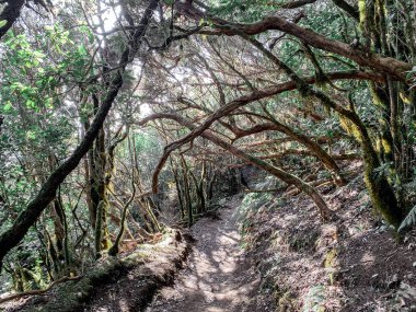 Rainforest with hiking footpath on Tenerife