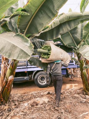 Workers picking up bananas on the plantation