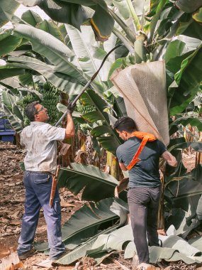 İşçiler muz topluyor, ekinlerde hasat yapıyorlar.