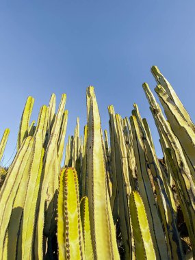 Row of cactuses on the sky background