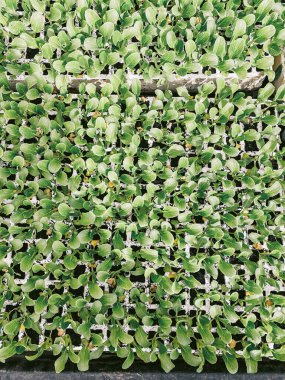 Green lettuce growing on hydroponic system