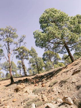 Volkanik topraklardaki çam ormanı