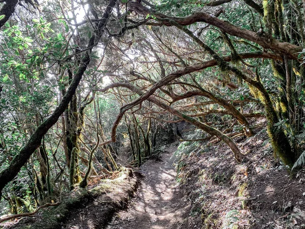 Floresta tropical com trilhas pedestres em Tenerife — Fotografia de Stock