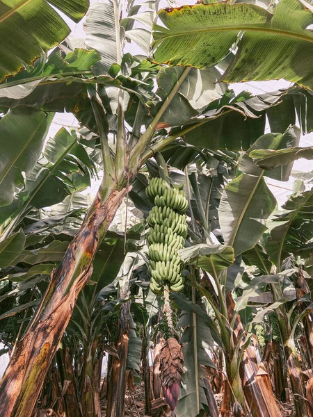 Banana plantation with rich harvest — Stock Photo, Image