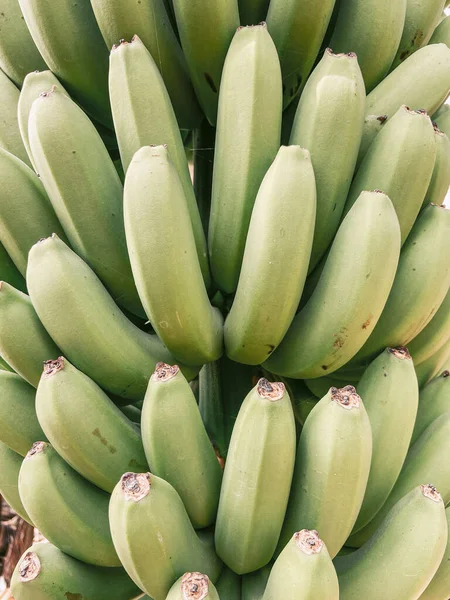 Ripe bunch of green bananas ready to pick — Stockfoto