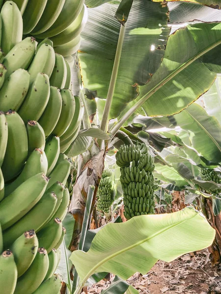 Ripe bunch of green bananas ready to pick — 图库照片