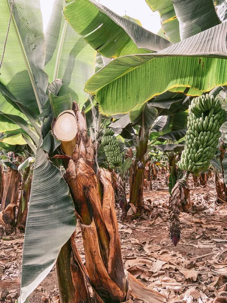 Sliced banana brunches on the plantation — Stock Photo, Image
