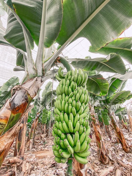 Banana plantation with rich harvest — Stock Photo, Image