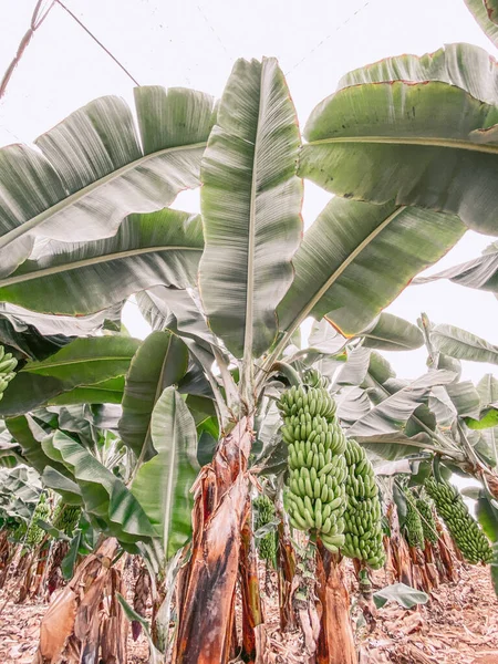 Banana plantation with rich harvest — Stock Photo, Image