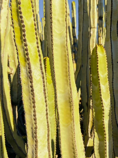 Cactus leaves outdoors — Stockfoto