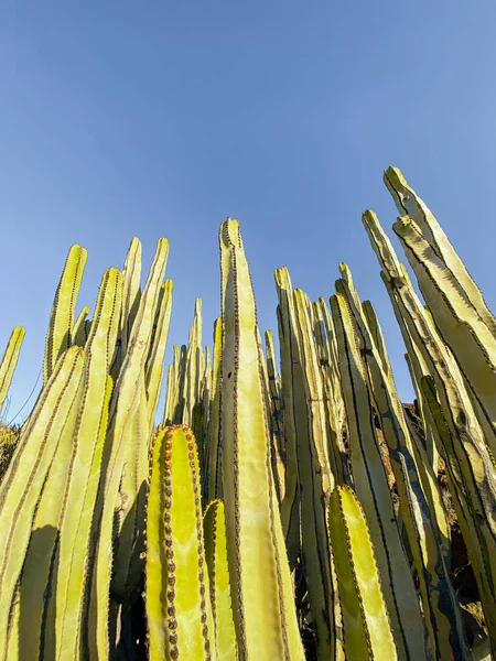 Row of cactuses on the sky background — Stockfoto