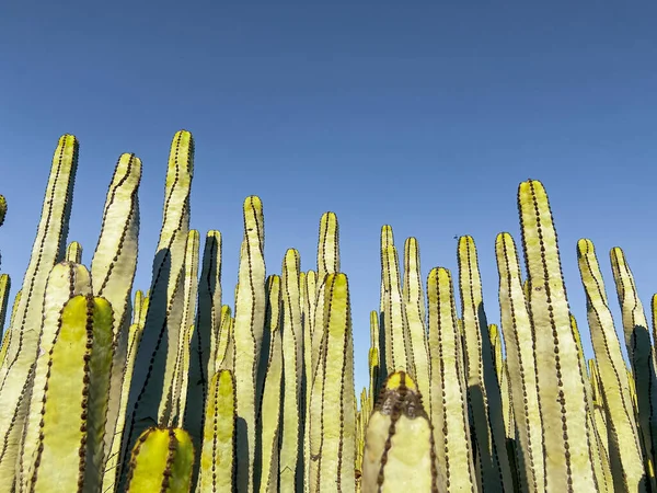 Row of cactuses on the sky background — Stockfoto