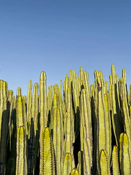 Row of cactuses on the sky background — Stockfoto