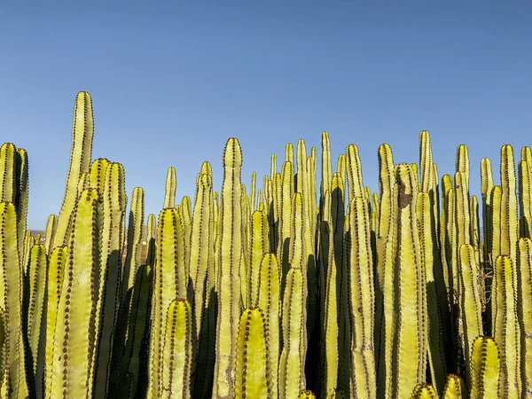 Row of cactuses on the sky background — Stockfoto