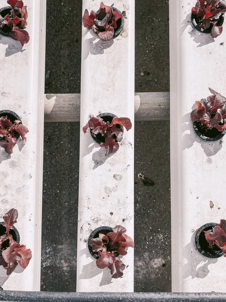 Green lettuce growing on hydroponic system — Stock fotografie