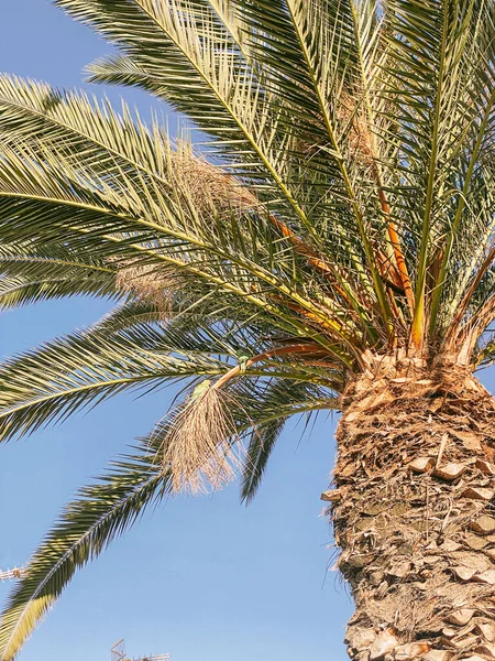 Palm träd på himlen bakgrund — Stockfoto