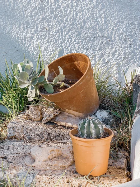 Kakteenpflanze im Blumentopf — Stockfoto