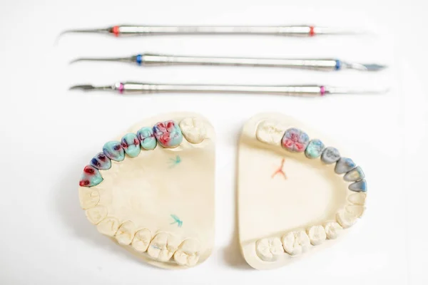 Mandíbula artificial con prótesis dental pintada — Foto de Stock