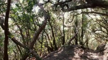 Woman hiking in the rainforest