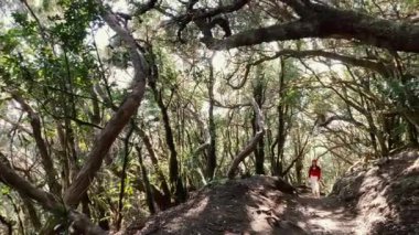 Woman hiking in the rainforest
