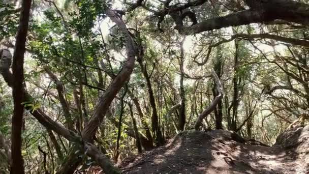 열대우림에서 하이킹 하는 여자 — 비디오