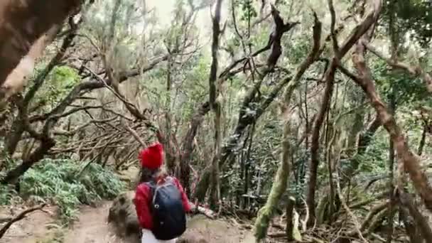 Woman hiking in the rainforest — Stockvideo