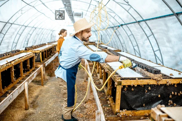 Hombre y mujer trabajando en la granja para caracoles que crecen —  Fotos de Stock