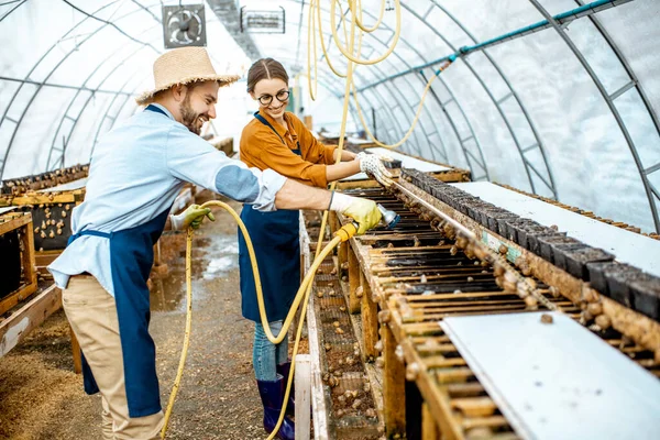 Hombre y mujer trabajando en la granja para caracoles que crecen —  Fotos de Stock