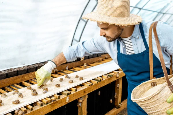 Hombre trabajando en una granja para el cultivo de caracoles —  Fotos de Stock