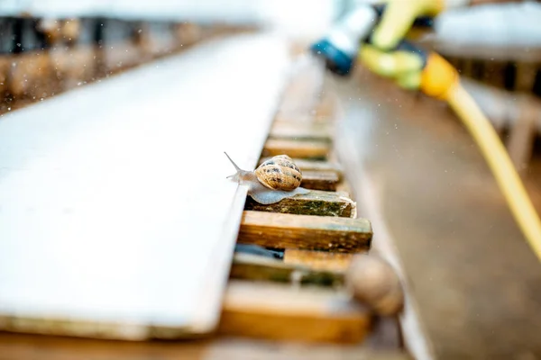Trabajando en una granja con caracoles — Foto de Stock