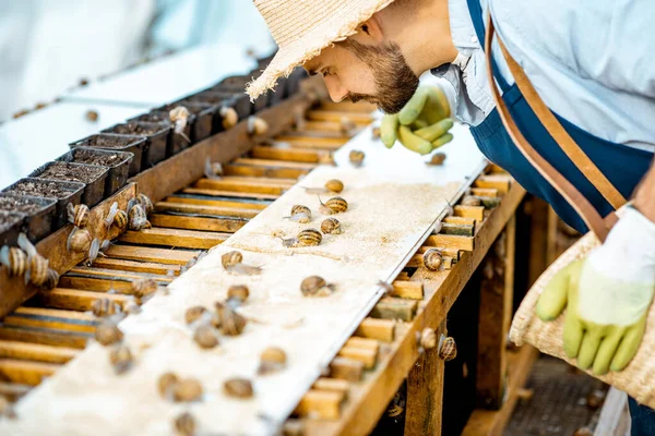 Hombre trabajando en una granja para el cultivo de caracoles — Foto de Stock