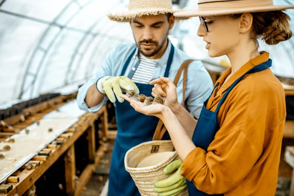Homem e mulher trabalhando na fazenda para caracóis crescendo — Fotografia de Stock