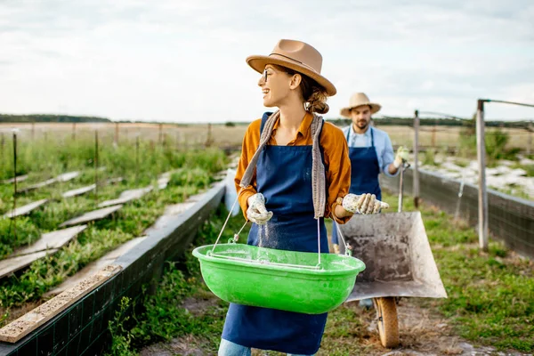 Trabalhadores nas terras agrícolas para o cultivo de caracóis — Fotografia de Stock