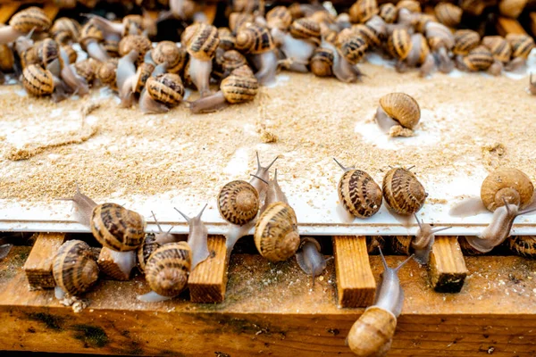 Close-up of snails on a farm — Stock Photo, Image