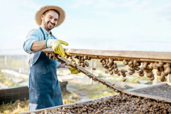Agricultor trabajando en una granja de caracoles —  Fotos de Stock