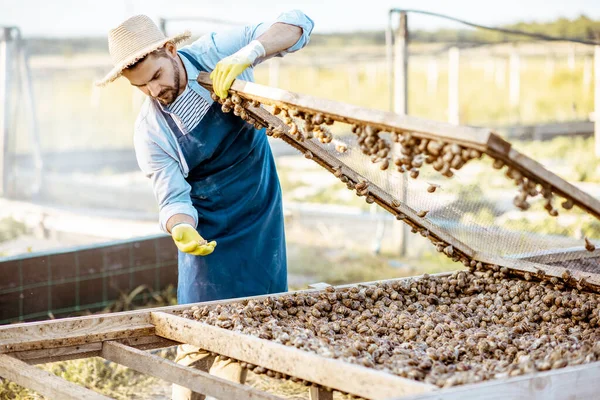 Agricultor trabajando en una granja de caracoles — Foto de Stock