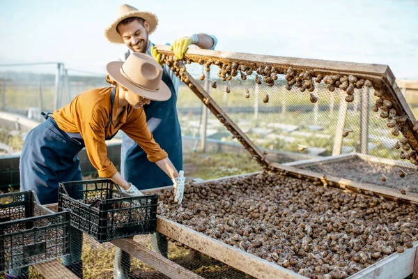 Agricultores con caracoles en una granja al aire libre — Foto de Stock
