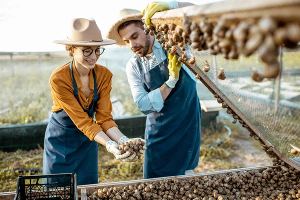 Farmers with snails on a farm outdoors — Stock Photo, Image