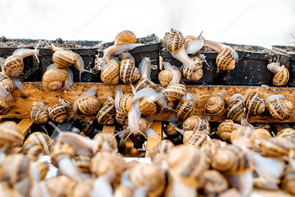 Close-up of snails on a farm